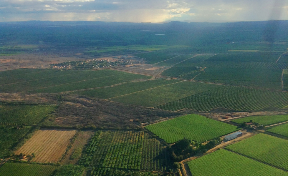 Tarifaço: colapso na fruticultura do Vale do São Francisco é iminente e aterroriza 1,2 milhão de trabalhadores do setor